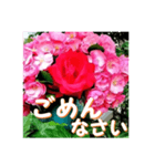 薔薇の花♡Angela_挨拶メッセージ（個別スタンプ：16）