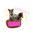 可愛過ぎるわんこ（個別スタンプ：12）