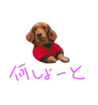ミニチュアダックスのリオンです。（個別スタンプ：22）