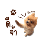 Mister Cookie（個別スタンプ：1）