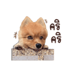 Mister Cookie（個別スタンプ：3）