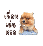 Mister Cookie（個別スタンプ：5）