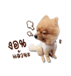 Mister Cookie（個別スタンプ：6）