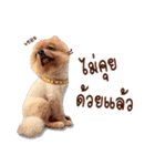 Mister Cookie（個別スタンプ：7）