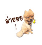 Mister Cookie（個別スタンプ：12）