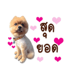 Mister Cookie（個別スタンプ：16）
