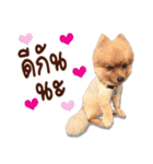 Mister Cookie（個別スタンプ：20）