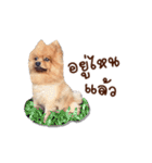 Mister Cookie（個別スタンプ：21）