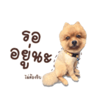 Mister Cookie（個別スタンプ：22）