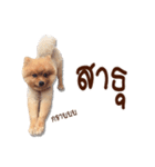 Mister Cookie（個別スタンプ：26）