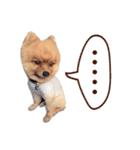 Mister Cookie（個別スタンプ：33）