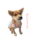 柴犬はなだよ2（個別スタンプ：1）