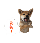 柴犬はなだよ2（個別スタンプ：2）