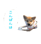 柴犬はなだよ2（個別スタンプ：7）