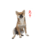 柴犬はなだよ2（個別スタンプ：9）