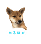 柴犬はなだよ2（個別スタンプ：14）