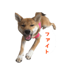 柴犬はなだよ2（個別スタンプ：15）