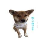 柴犬はなだよ2（個別スタンプ：16）