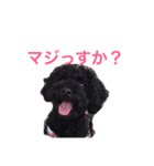 ボク、オレオ（個別スタンプ：4）