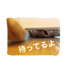 猫の憂鬱（個別スタンプ：1）