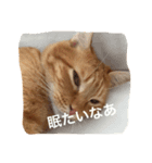 猫の憂鬱（個別スタンプ：3）