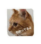 猫の憂鬱（個別スタンプ：4）