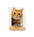 猫の憂鬱（個別スタンプ：5）