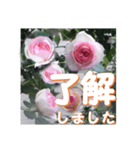 薔薇の花♡PdR2_挨拶メッセージ（個別スタンプ：1）