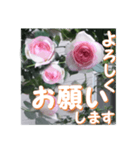 薔薇の花♡PdR2_挨拶メッセージ（個別スタンプ：2）