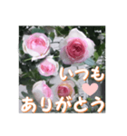 薔薇の花♡PdR2_挨拶メッセージ（個別スタンプ：3）