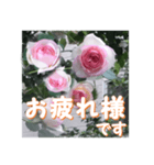 薔薇の花♡PdR2_挨拶メッセージ（個別スタンプ：4）