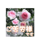薔薇の花♡PdR2_挨拶メッセージ（個別スタンプ：5）