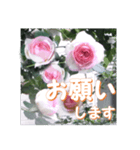 薔薇の花♡PdR2_挨拶メッセージ（個別スタンプ：6）