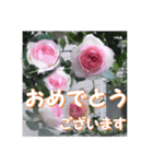 薔薇の花♡PdR2_挨拶メッセージ（個別スタンプ：7）