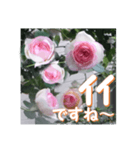 薔薇の花♡PdR2_挨拶メッセージ（個別スタンプ：8）