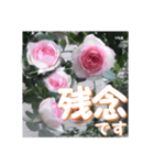 薔薇の花♡PdR2_挨拶メッセージ（個別スタンプ：9）