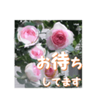 薔薇の花♡PdR2_挨拶メッセージ（個別スタンプ：10）