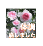 薔薇の花♡PdR2_挨拶メッセージ（個別スタンプ：11）