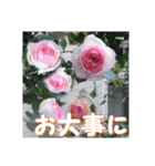薔薇の花♡PdR2_挨拶メッセージ（個別スタンプ：12）