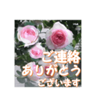 薔薇の花♡PdR2_挨拶メッセージ（個別スタンプ：13）