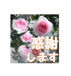 薔薇の花♡PdR2_挨拶メッセージ（個別スタンプ：15）