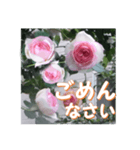 薔薇の花♡PdR2_挨拶メッセージ（個別スタンプ：16）
