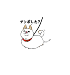 白柴style01（個別スタンプ：13）