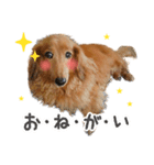 イチロー ダックスフンド（個別スタンプ：4）
