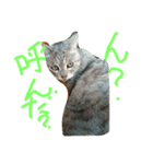 猫スタンプ＊（個別スタンプ：3）