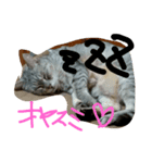 猫スタンプ＊（個別スタンプ：4）