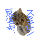 猫スタンプ＊（個別スタンプ：6）