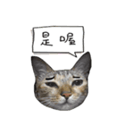 Mia's 4 cats（個別スタンプ：1）