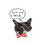 Mia's 4 cats（個別スタンプ：2）