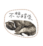 Mia's 4 cats（個別スタンプ：3）